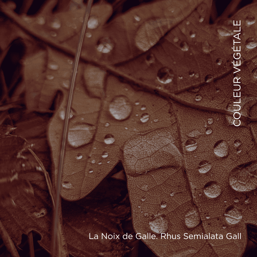 040. Rose Licandre