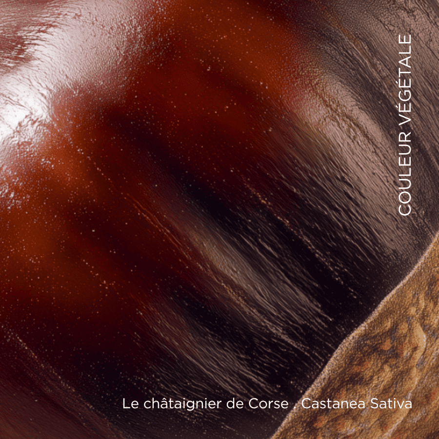 030. Nude Castanea