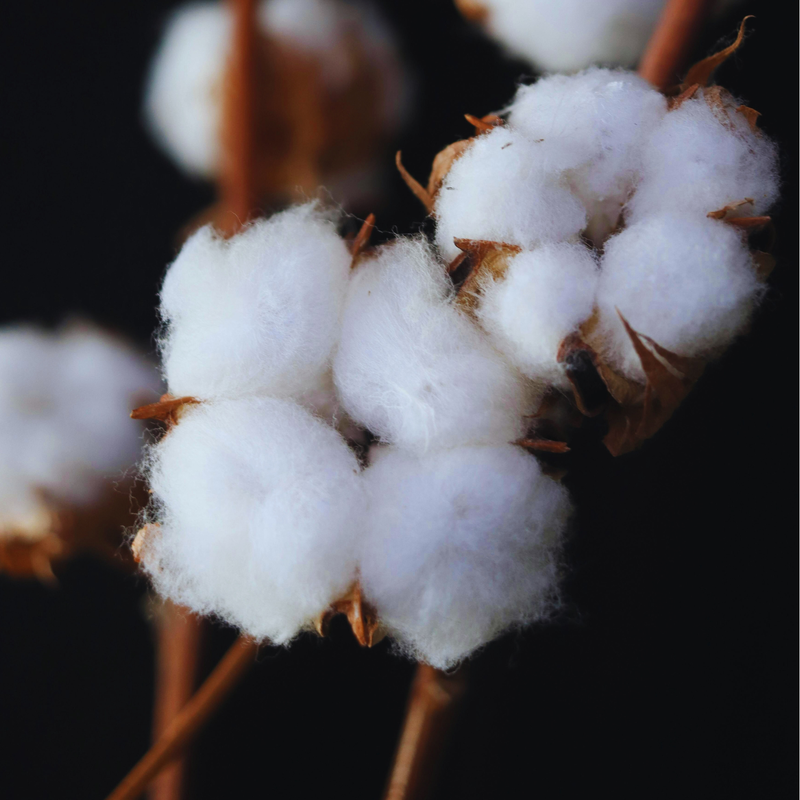 Coton