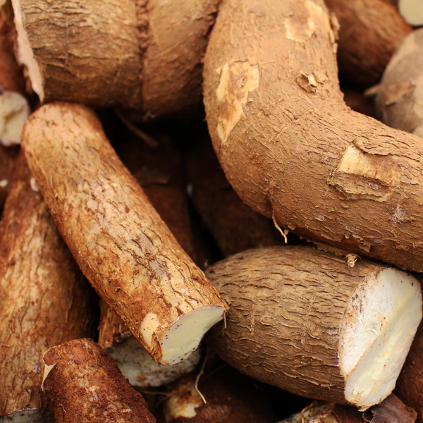 Manioc