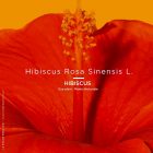 hibiscus plante tinctoriale, cosmétique coloriel naturel