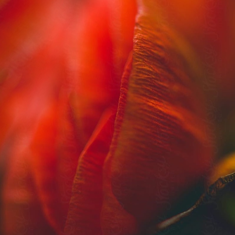 rouge lèvres naturel plante