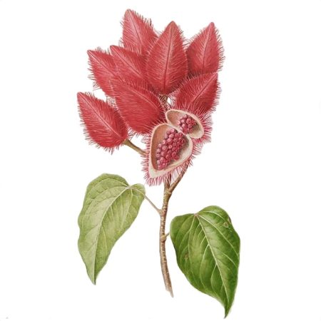 Recharge Le Nude Wantura - Le Rouge Français